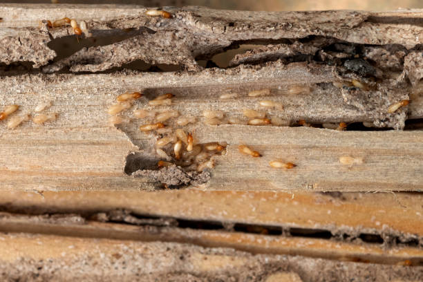 Best Affordable Pest Control Services  in Spokane, WA
